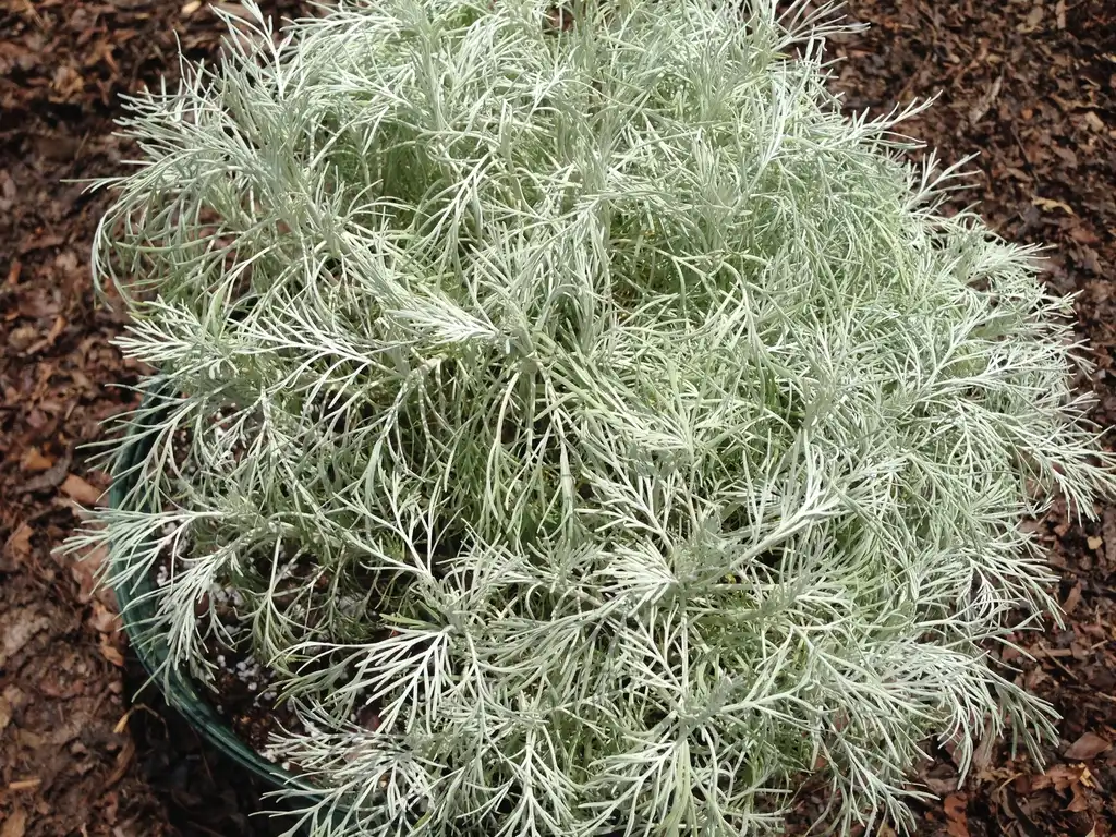 Foto de Artemisia - Artemisia ‘Makana Silver':Bernadette Clark