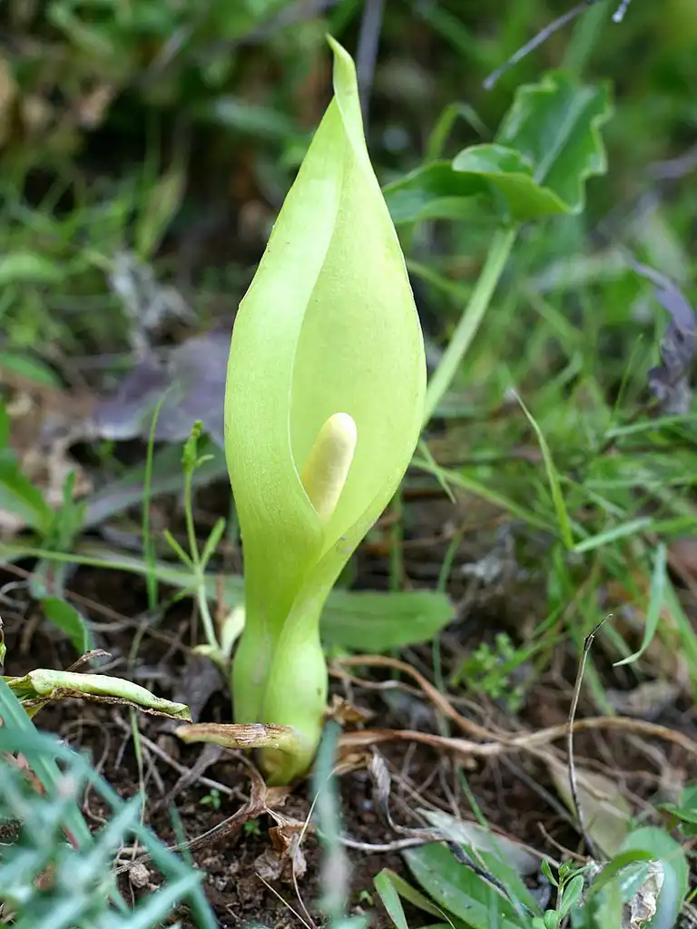 Фото Arum italicum (Arum italicums)