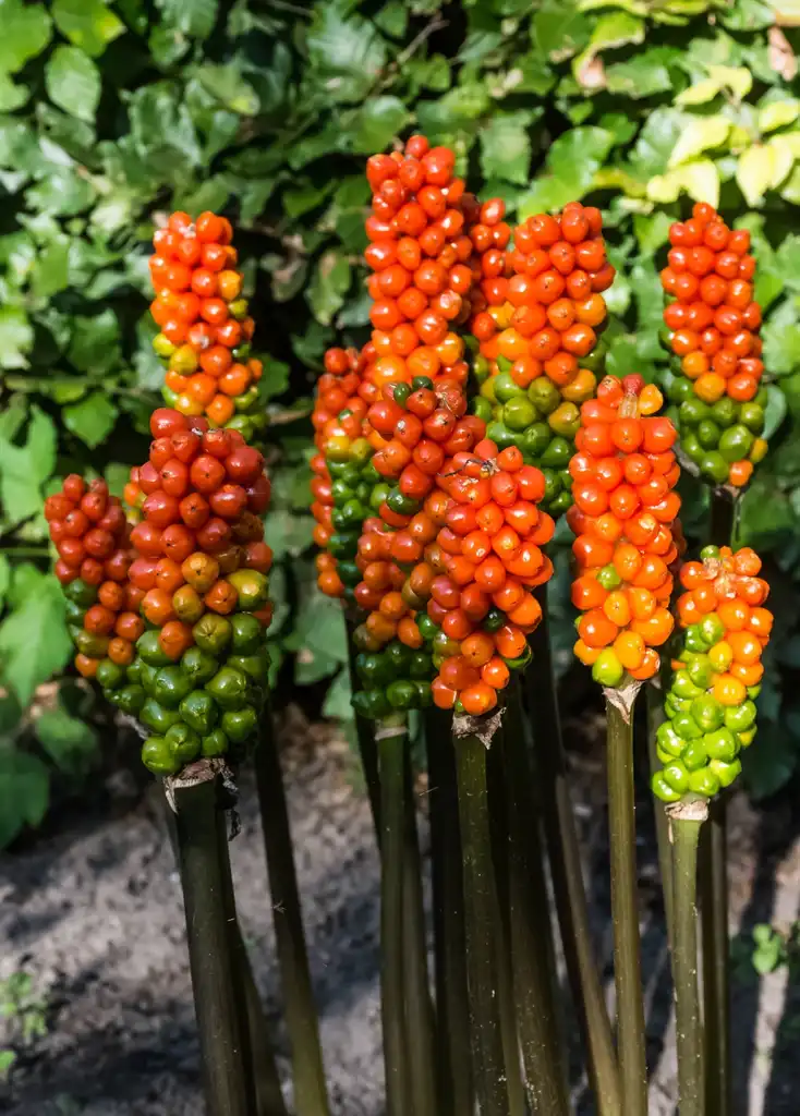 Фото Arum italicum (Arum italicums)