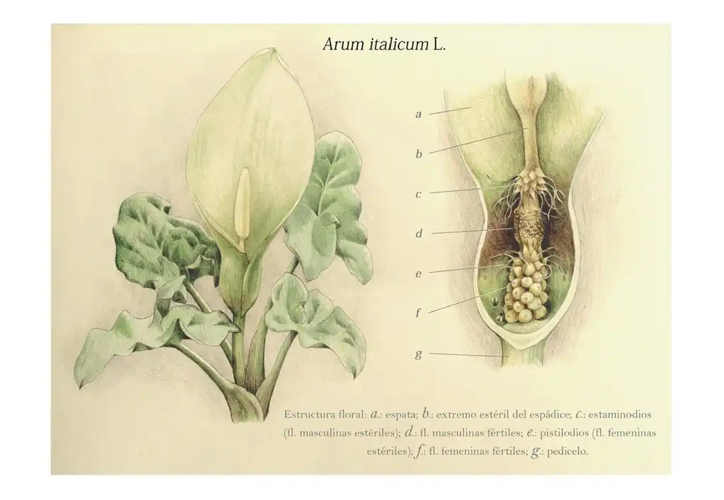 Фото Arum italicum - Botanical Illustration:Manuel Garcia Gonzalez