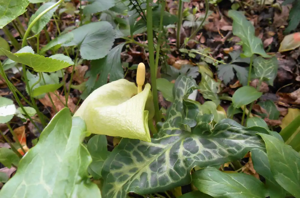 Фото Arum italicum - bloom, spring, Iredell County, NC:Eva Munday