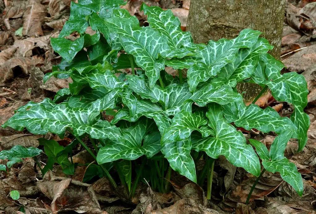 Photo of Arum maculatum (Arum maculatums)