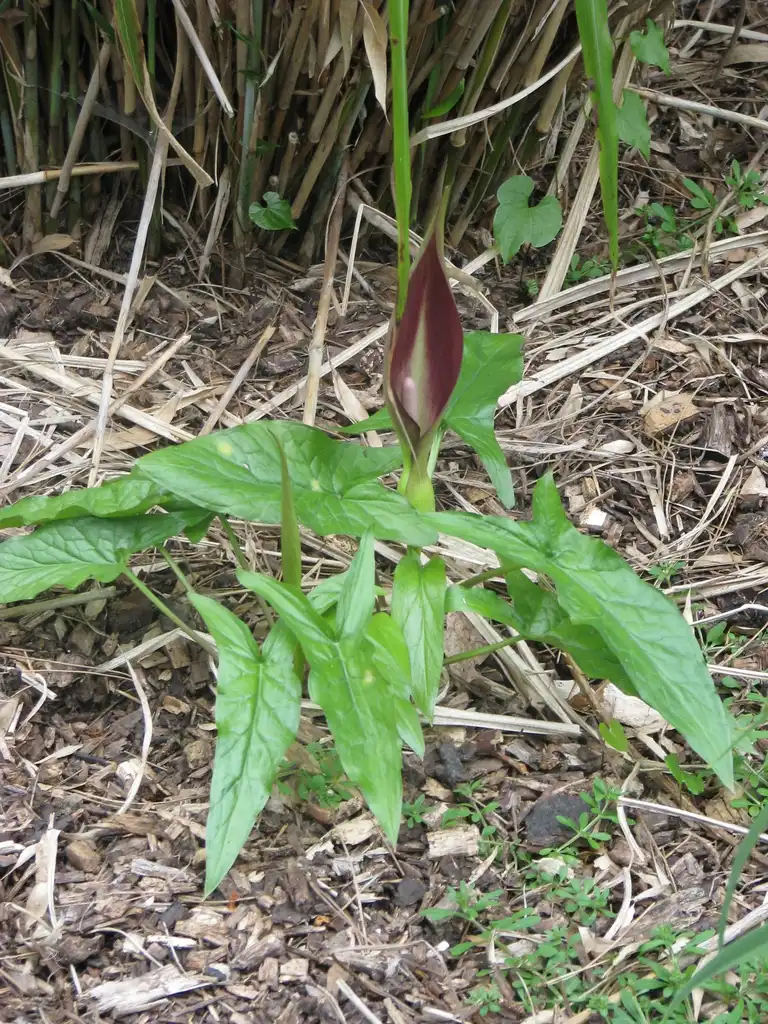 Photo of Arum maculatum (Arum maculatums)