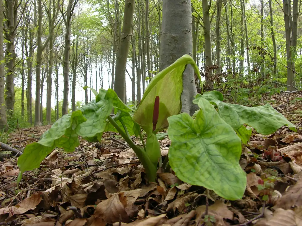 Photo of Arum maculatum - Whole Plant in Bloom:Giles Watson