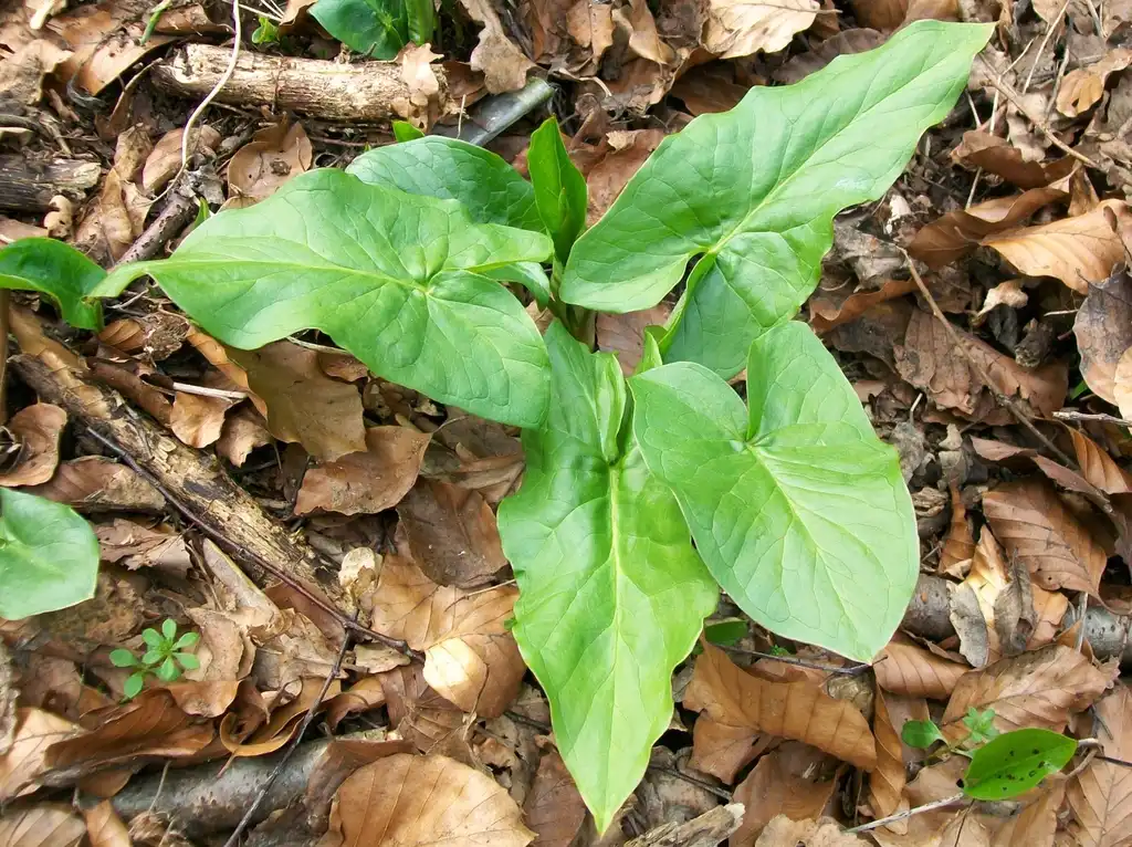 Photo of Arum maculatum - Whole Plant: