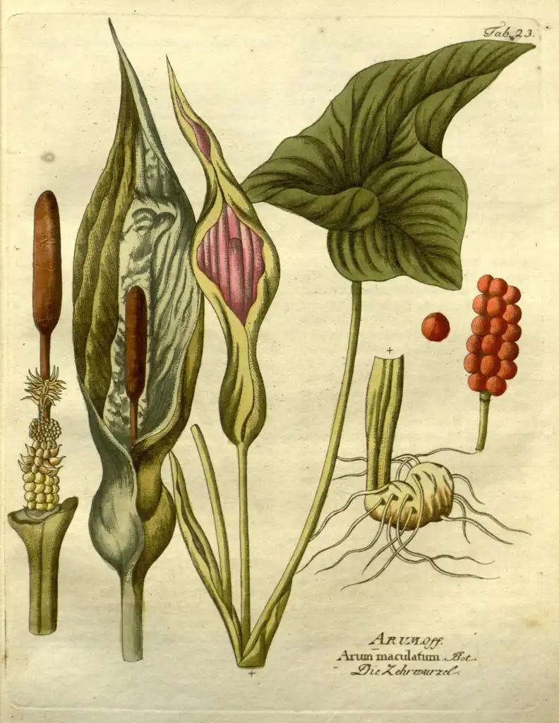 Photo of Arum maculatum - Botanical Illustration:Biodiversity Heritage Library