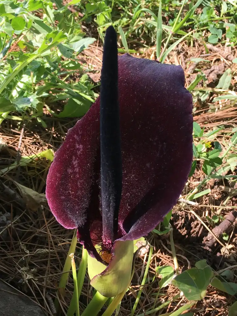 Фото Arum palaestinum (Arum palaestinums)