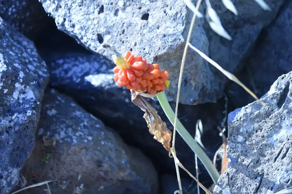 Фото Arum palaestinum (Arum palaestinums)