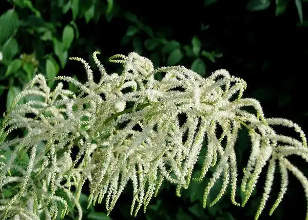 Photo of Aruncus dioicus (Aruncus dioicuss)