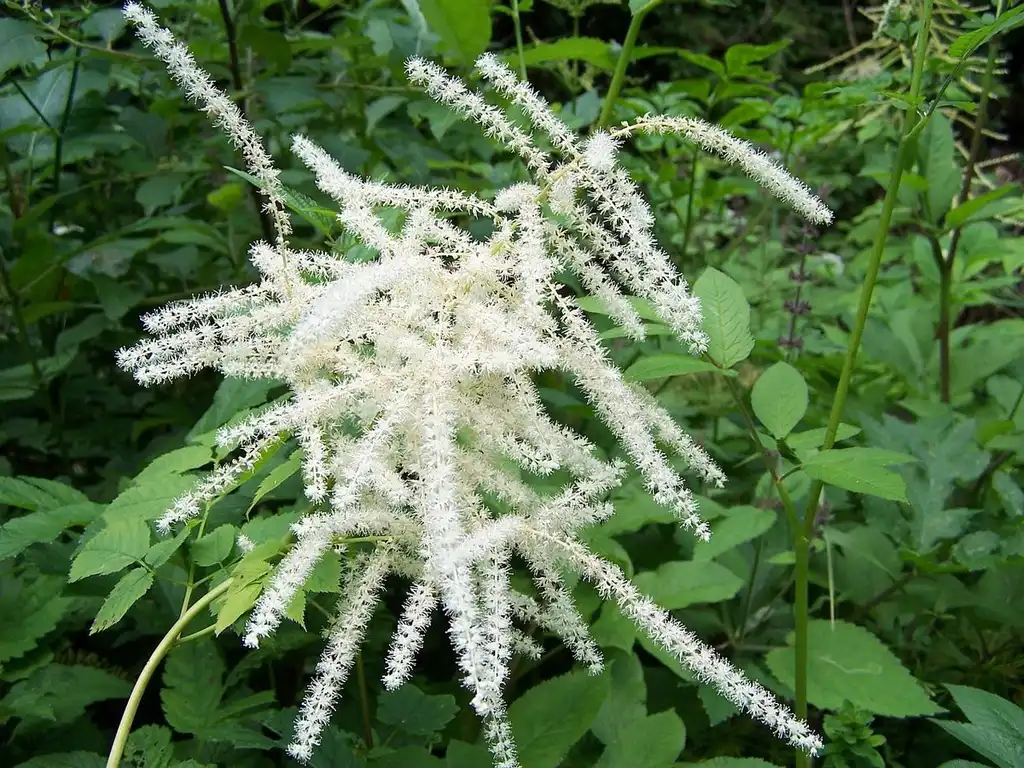 Photo of Aruncus dioicus (Aruncus dioicuss)