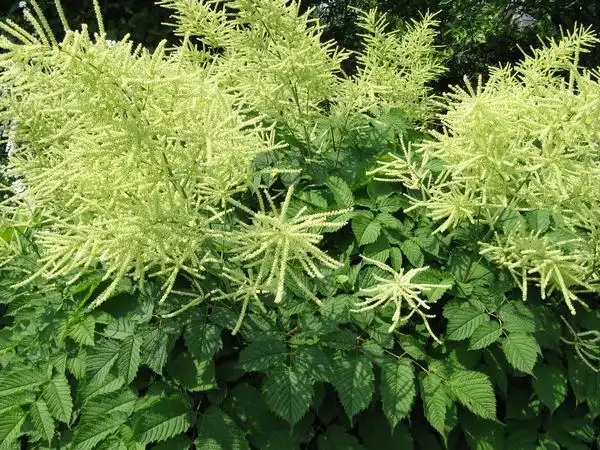 Photo of Aruncus dioicus - :Kingsbrae Garden