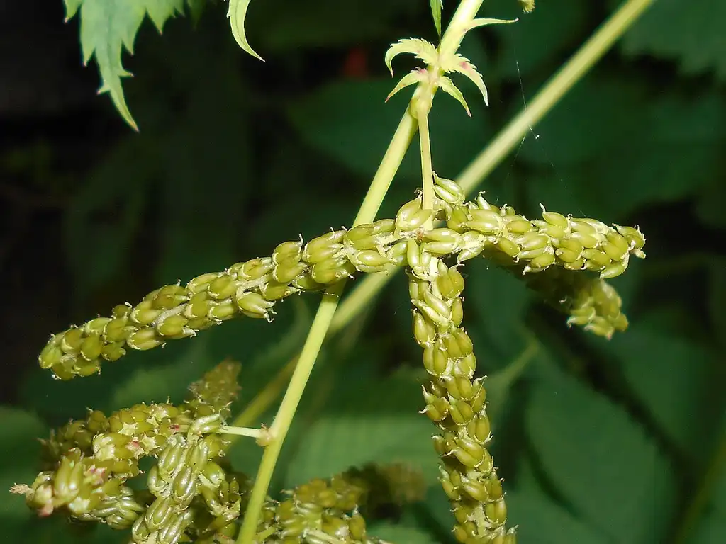 Photo of Aruncus dioicus - Fruit:Salicyna from Wikimedia Commons