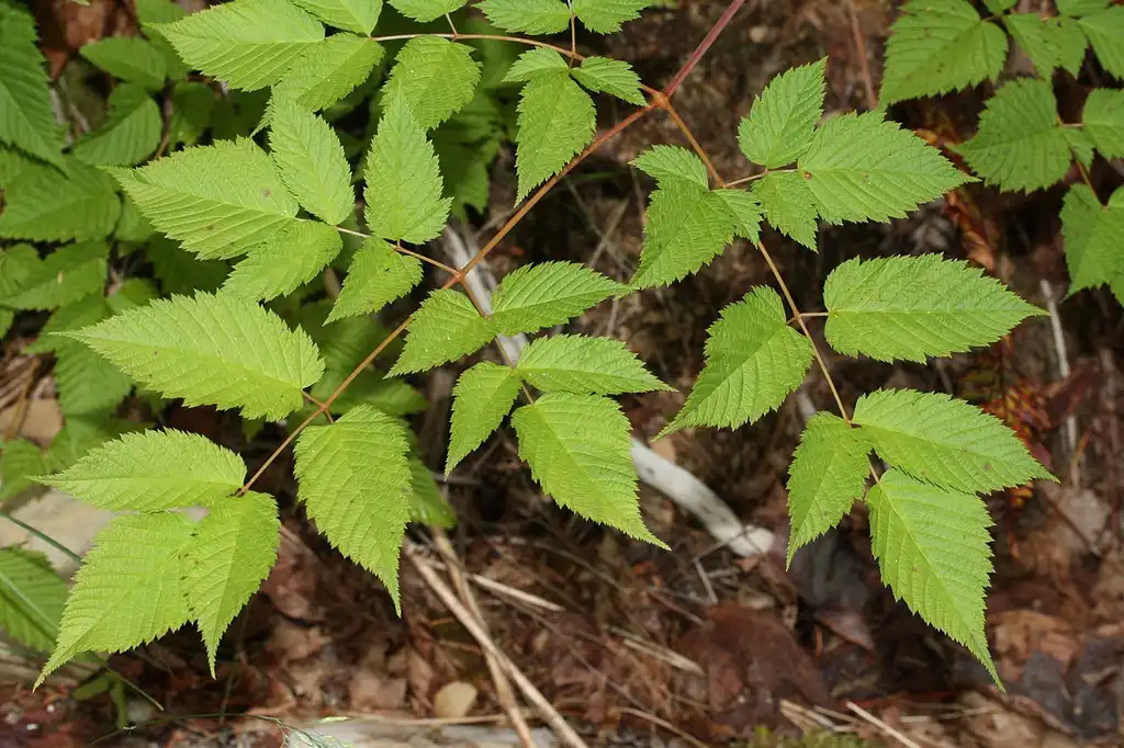 Photo of Aruncus dioicus - Leaf Blade:Walter Siegemund