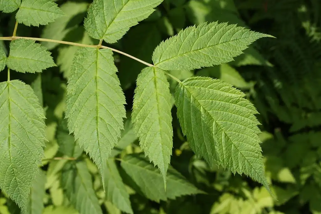 Photo of Aruncus dioicus - Leaf closeup:Walter Siegmund