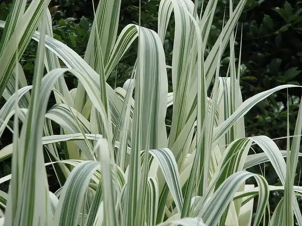 Фото Arundo donax 'Variegata' (Arundo donax 'Variegata's)