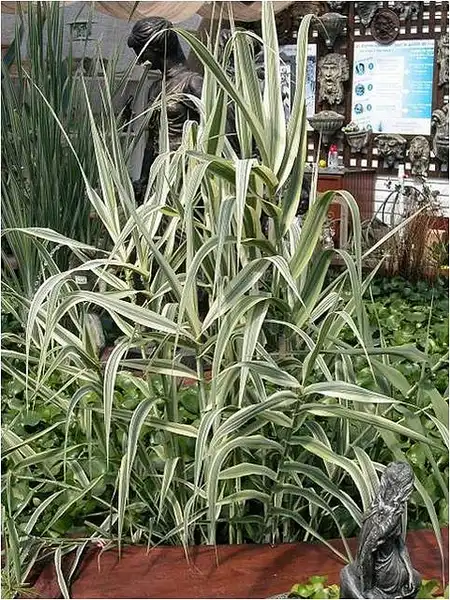 Фото Arundo donax 'Variegata' (Arundo donax 'Variegata's)