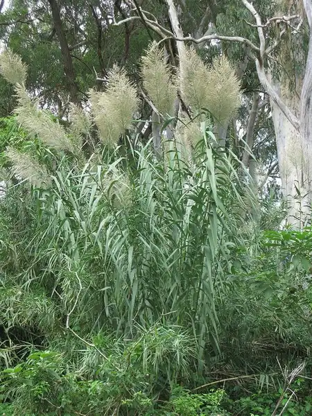 Foto de Arundo donax (Arundo donaxs)