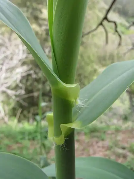 Foto de Arundo donax (Arundo donaxs)
