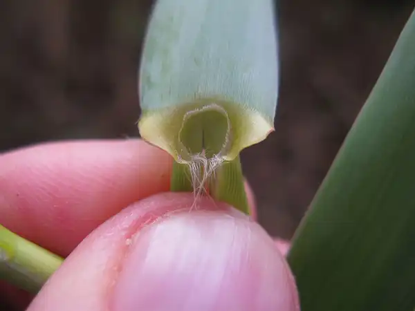 Foto de Arundo donax - Arundo donax ligule:Harry Rose