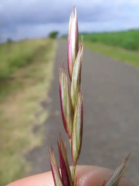 Foto de Arundo donax - Arundo donax:Harry Rose