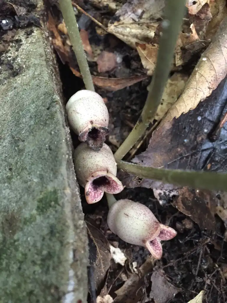 Фото Asarum arifolium (Asarum arifoliums)