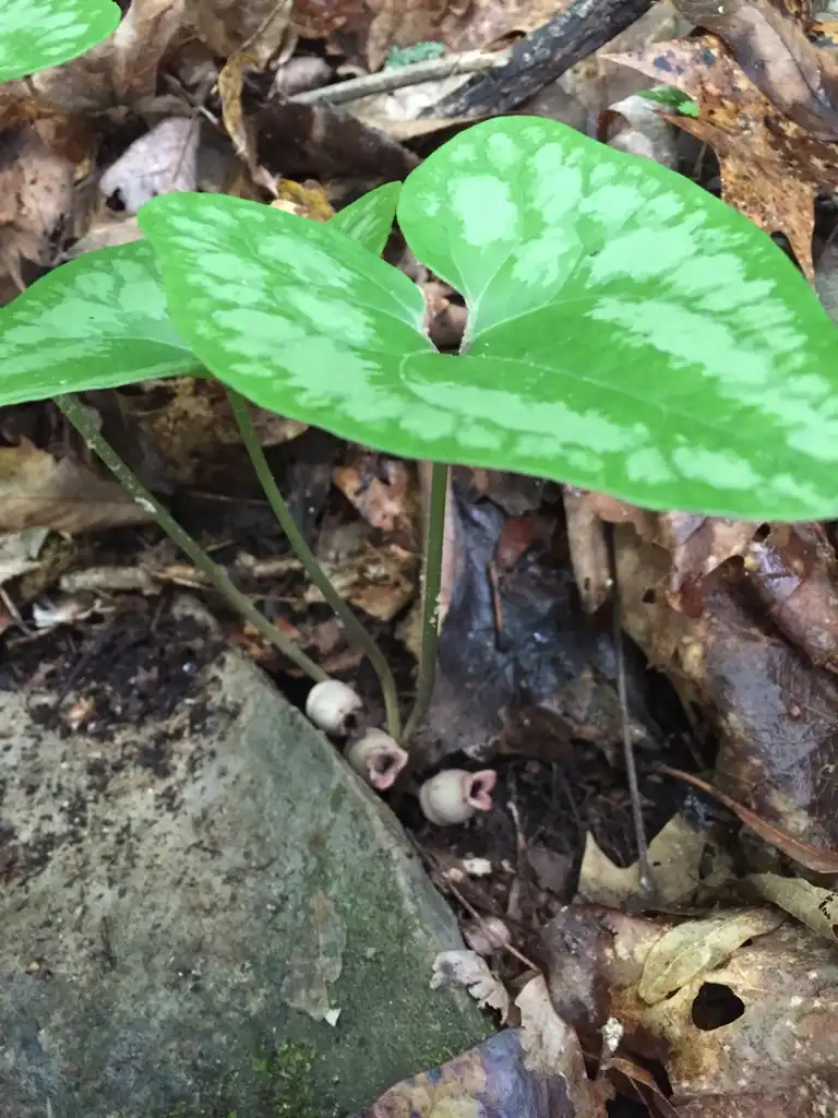 Фото Asarum arifolium - Flowers under the foliage:Emily p davis