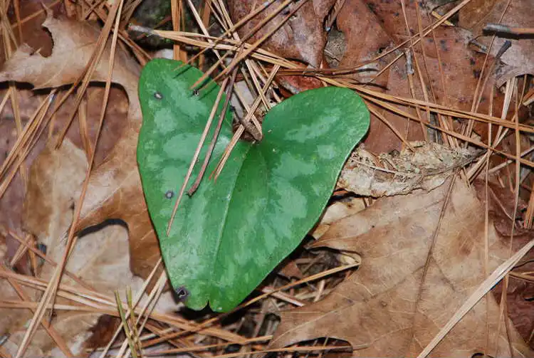 Фото Asarum arifolium - Leaf closeup: