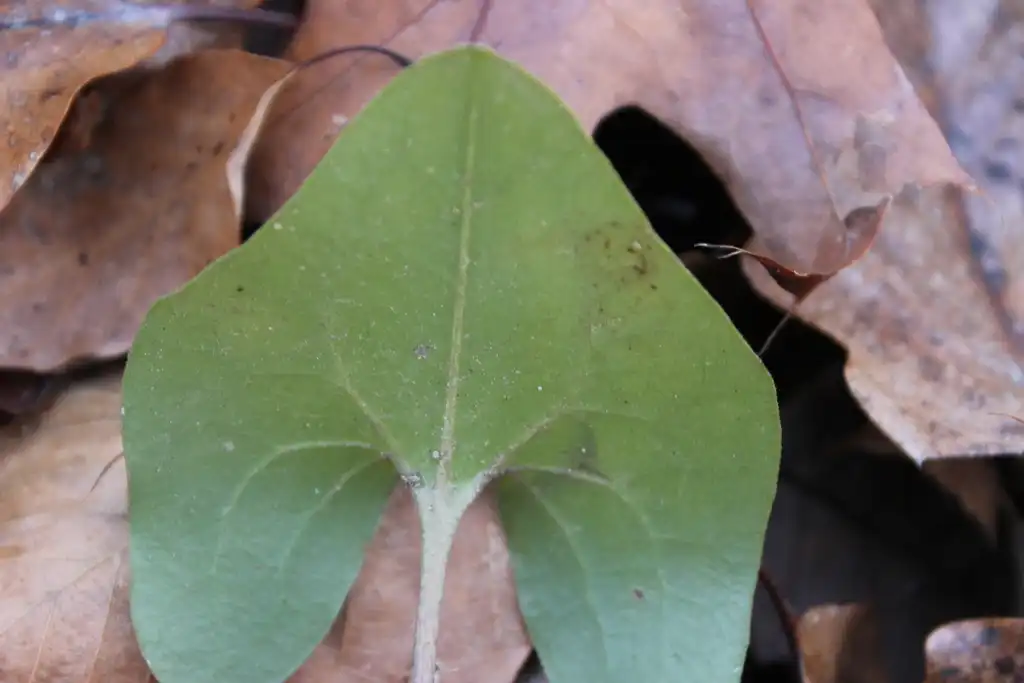 Фото Asarum arifolium - Underside of leaf:tnhiker