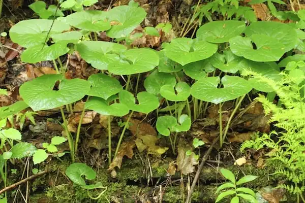 Foto de Asarum canadense (Asarum canadenses)