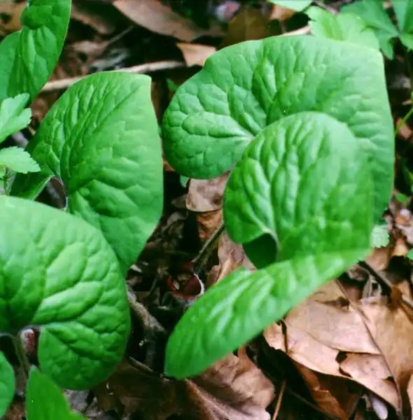 Foto de Asarum canadense (Asarum canadenses)