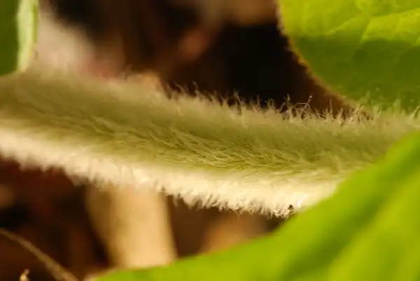 Foto de Asarum canadense - Hairy petioles:Joshua Mayer