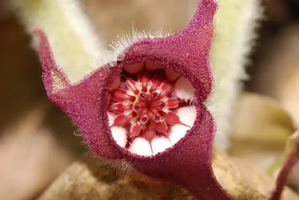 Foto de Asarum canadense - Bell-shaped flowers at the base of plants.:Joshua Mayer