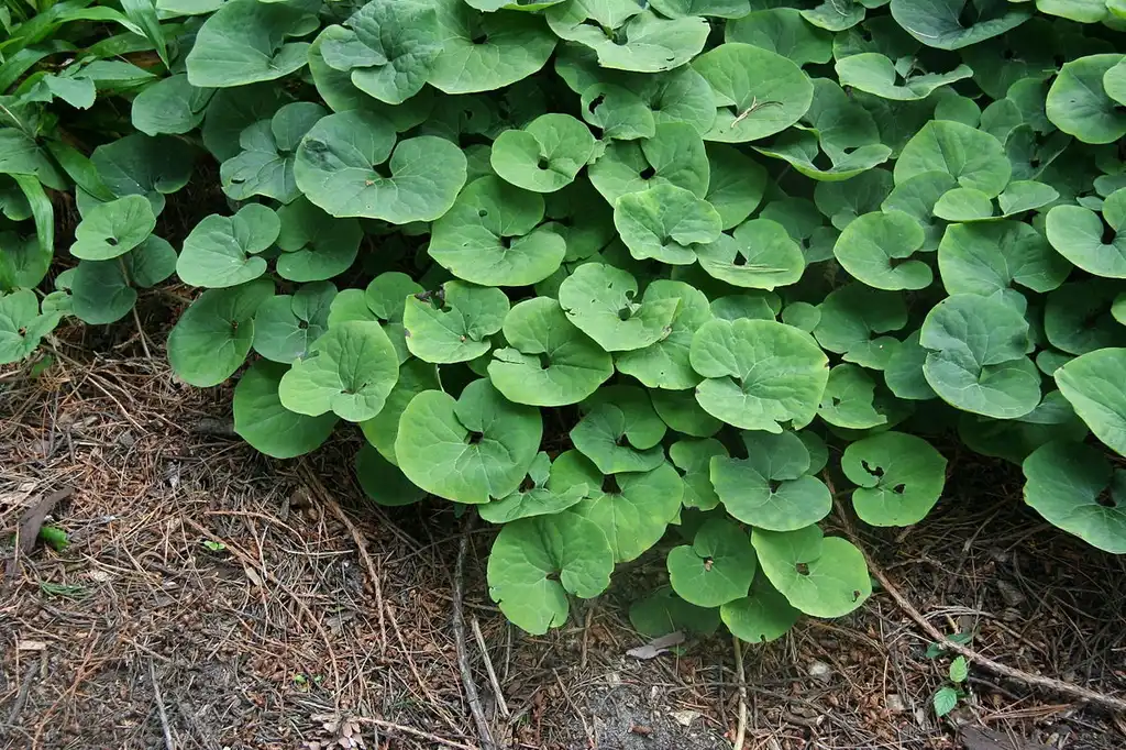 Foto de Asarum canadense - growth habit:Michael Wolf