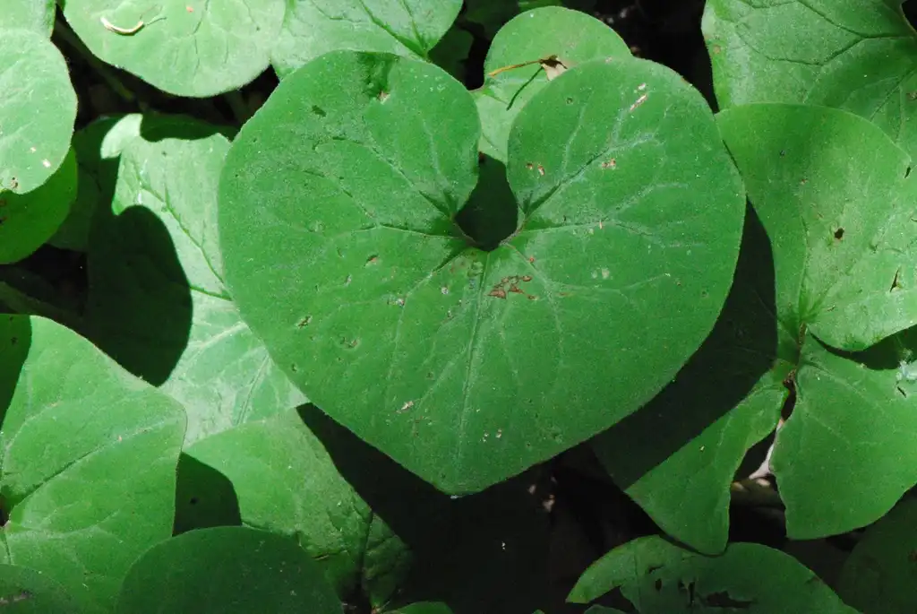 Foto de Asarum canadense - Heart or arrow-shaped leaf blade:Bruce Kirchoff