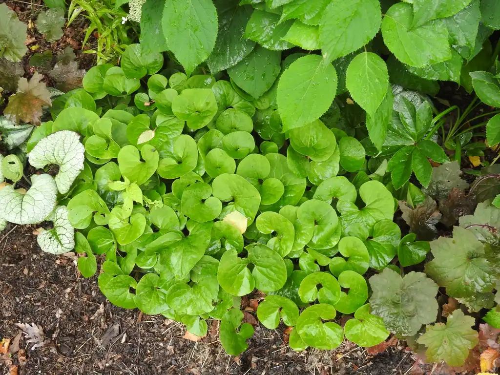 Foto de Asarum canadense - Asarum canadense:Kathleen Moore