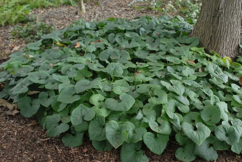 Foto de Asarum canadense - Full Form:Jim Robbins