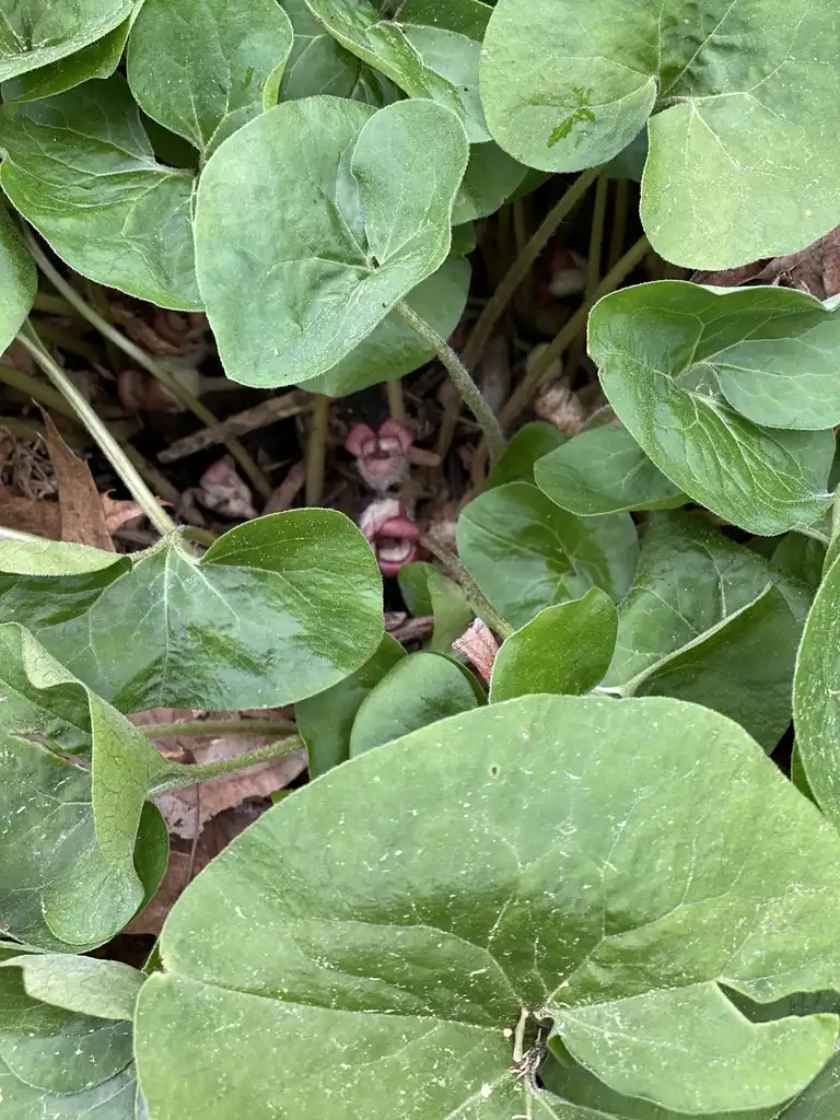 Foto de Asarum canadense - Leaves Close-Up (Davidson County,NC)-April:Kathy Sill