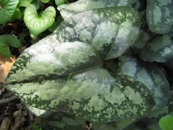 Photo of Asarum splendens (Asarum splendenss)