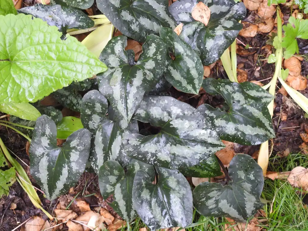 Photo of Asarum splendens (Asarum splendenss)