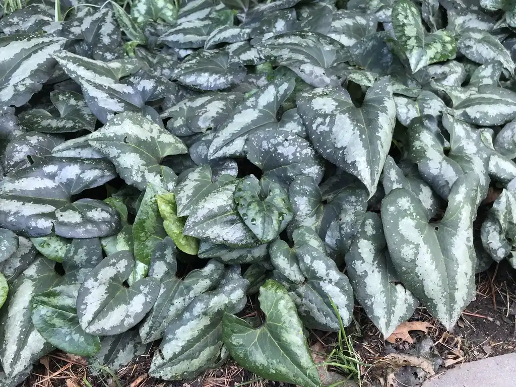 Photo of Asarum splendens - Whole plant:Lucy Bradley