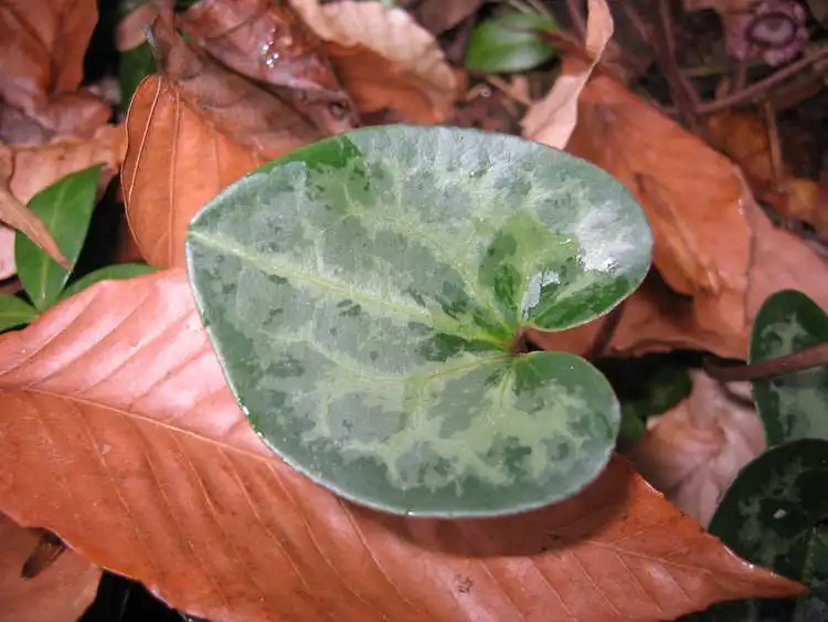 Photo of Asarum virginicum (Asarum virginicums)