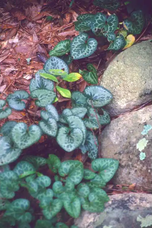 Photo of Asarum virginicum (Asarum virginicums)