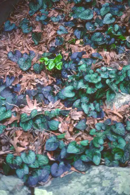 Photo of Asarum virginicum - Form: