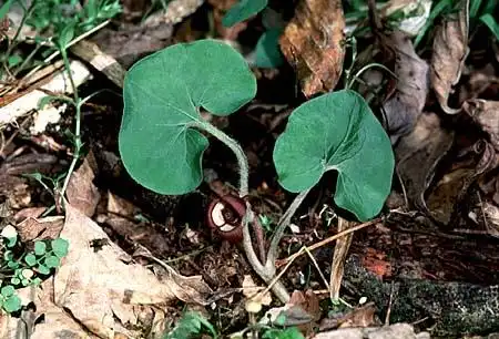 Foto de Asarum (Asarums)