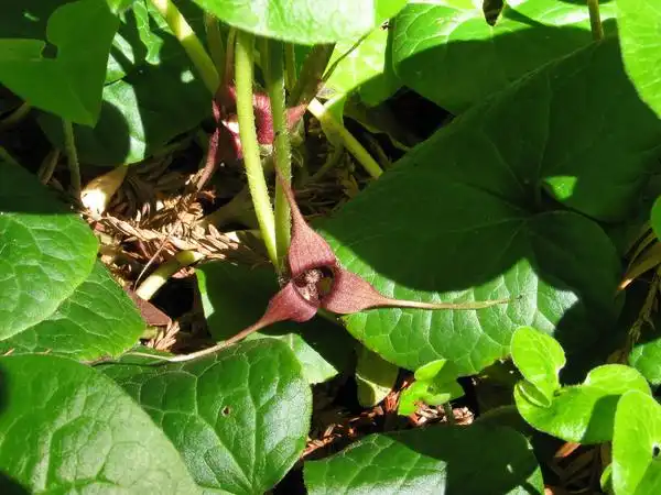 Foto de Asarum (Asarums)