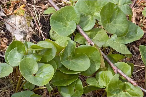 Foto de Asarum - :Amadej Trnkoczy