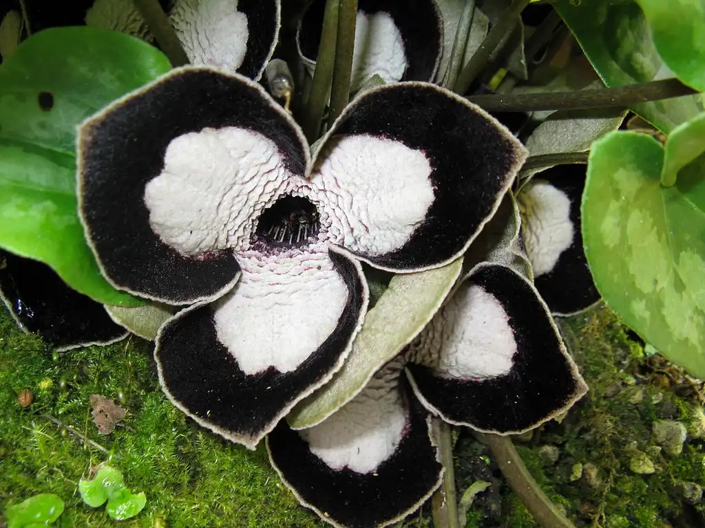 Foto de Asarum - Asarum maximum Flower:KENPEI from Wikimedia Commons