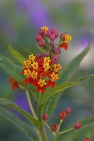 Photo of Asclepias curassavica (Asclepias curassavicas)