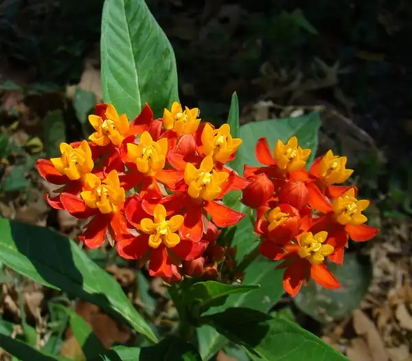 Photo of Asclepias curassavica (Asclepias curassavicas)