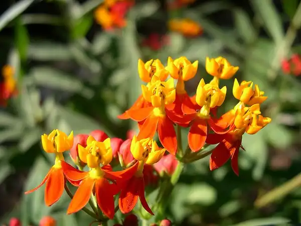 Photo of Asclepias curassavica - :M Stevens and A Moffat